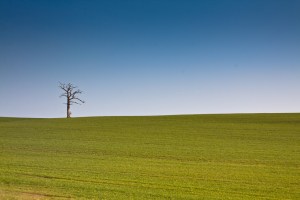 green open rural fields
